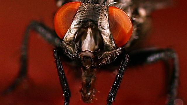 Worlds Weirdest Flies And Maggots