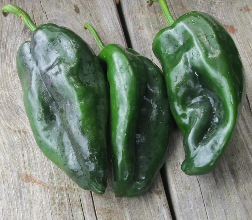 Organic Heirloom Ancho Poblano Peppers Capsicum Annuum 20 Seeds