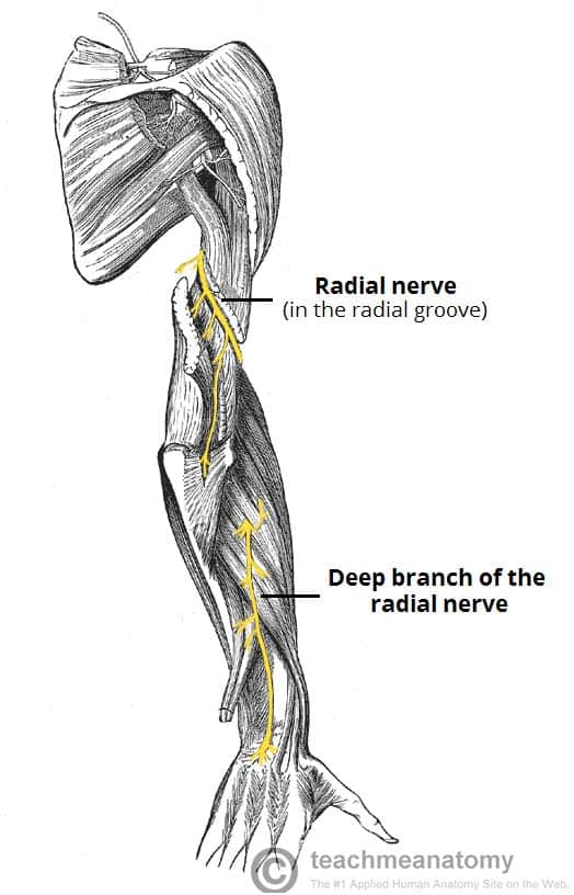 The Radial Nerve Course Motor Sensory Teachmeanatomy