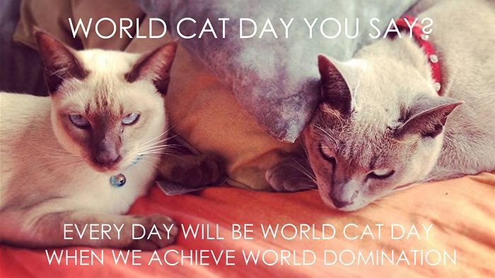 World Domination Cats