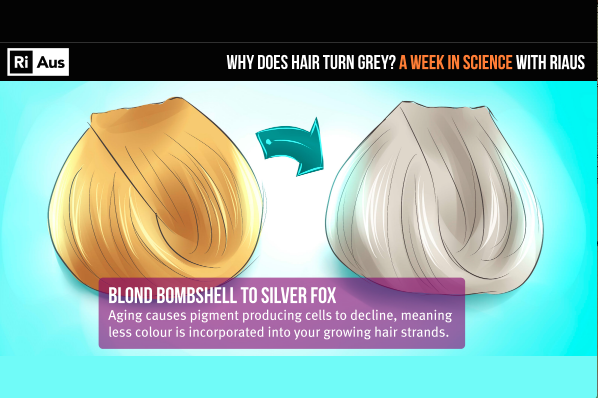 Watch Why Does Our Hair Turn Grey Sciencealert
