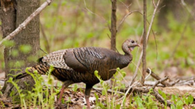 Deep Looks For Help Counting Wild Turkeys Wfsb 3 Connecticut