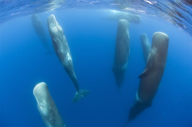 How Do Whales Sleep