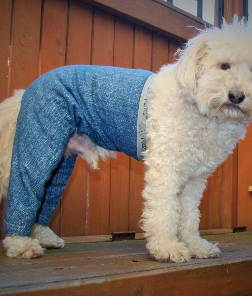 Pants For Dogs