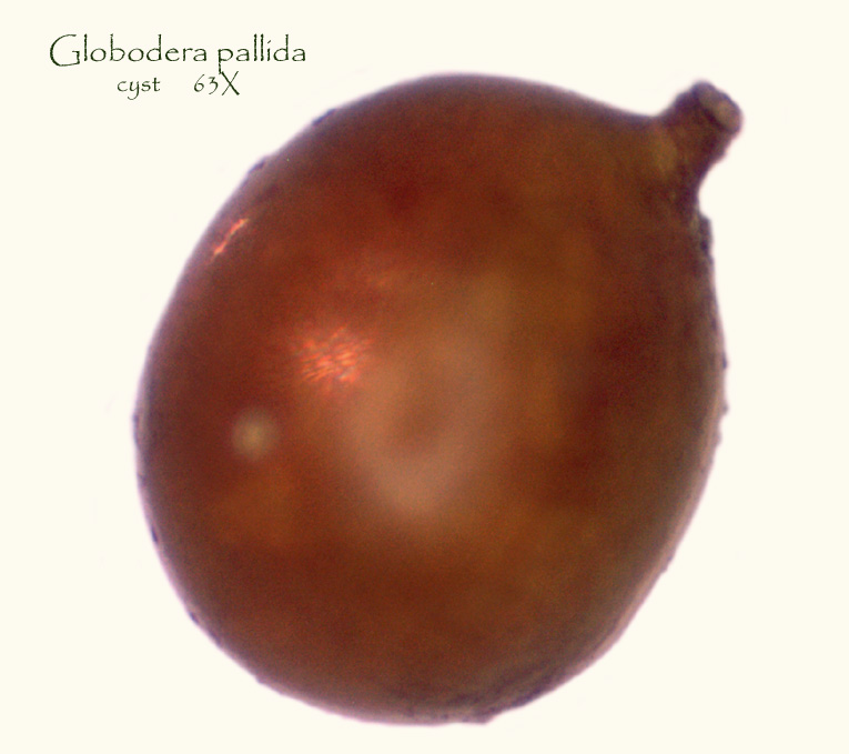 Globodera Pallida Potato Pest Page