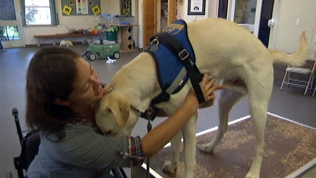 New Push To Stamp Out Fake Service Dogs Latest News Videos Fox News