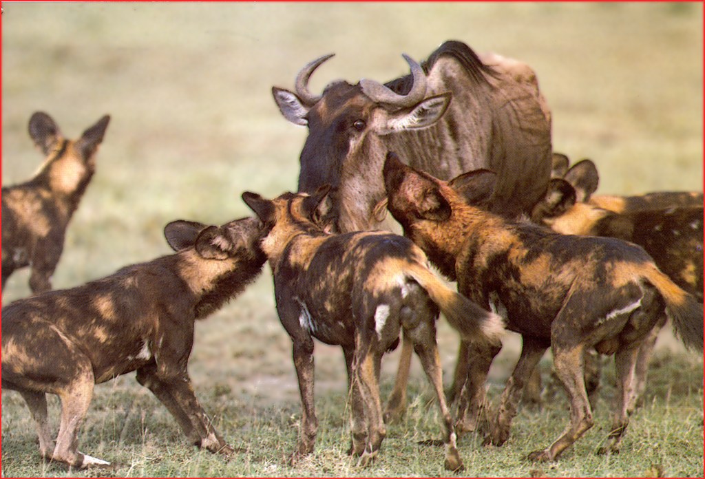 African Wild Dog Lycaon Pictus Pack Hunting Gnu 소영양을 사냥하는 아프리카들개