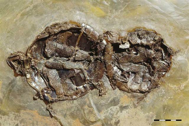 Turtles Killed Fossilized While Doing It Boing Boing