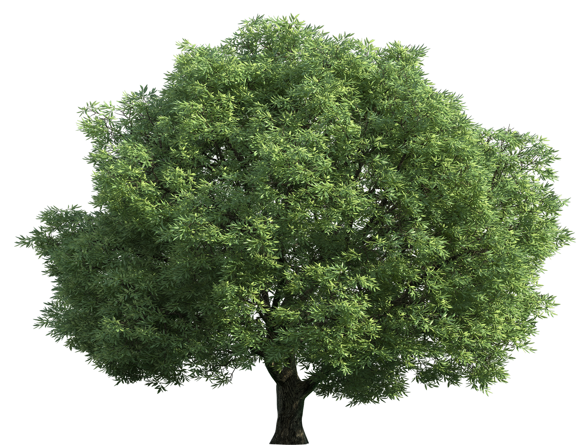 Free Chestnut Tree Cliparts Download Free Chestnut Tree Cliparts Png