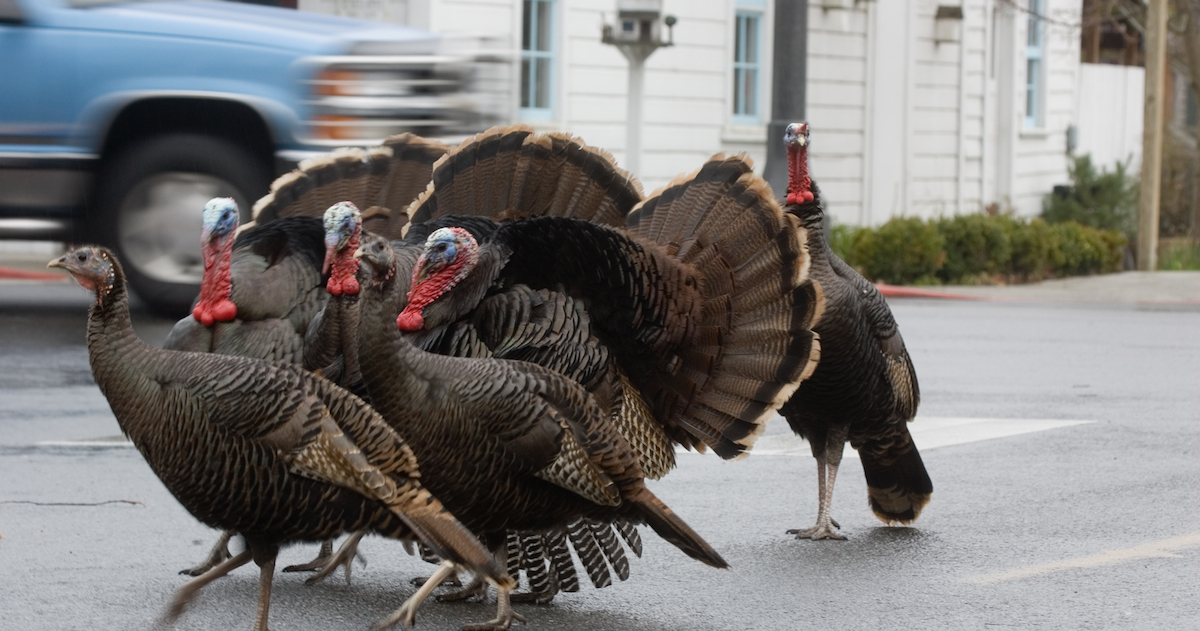 How To Deal With Wild Turkeys
