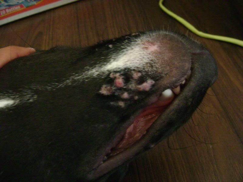 My Dog Has Sores On Her Chin Pic Included Yahoo Answers