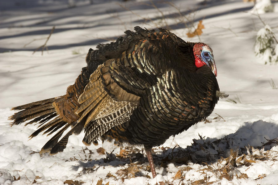 Closeup Of An Adult Male Wild Turkey By Tim Laman