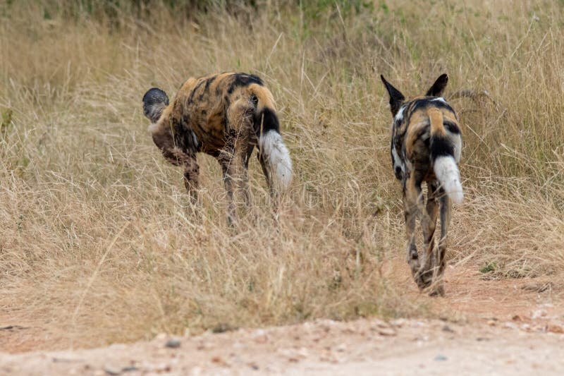 African Wild Dog Hunting In The Bush Stock Image Image Of Prey Break
