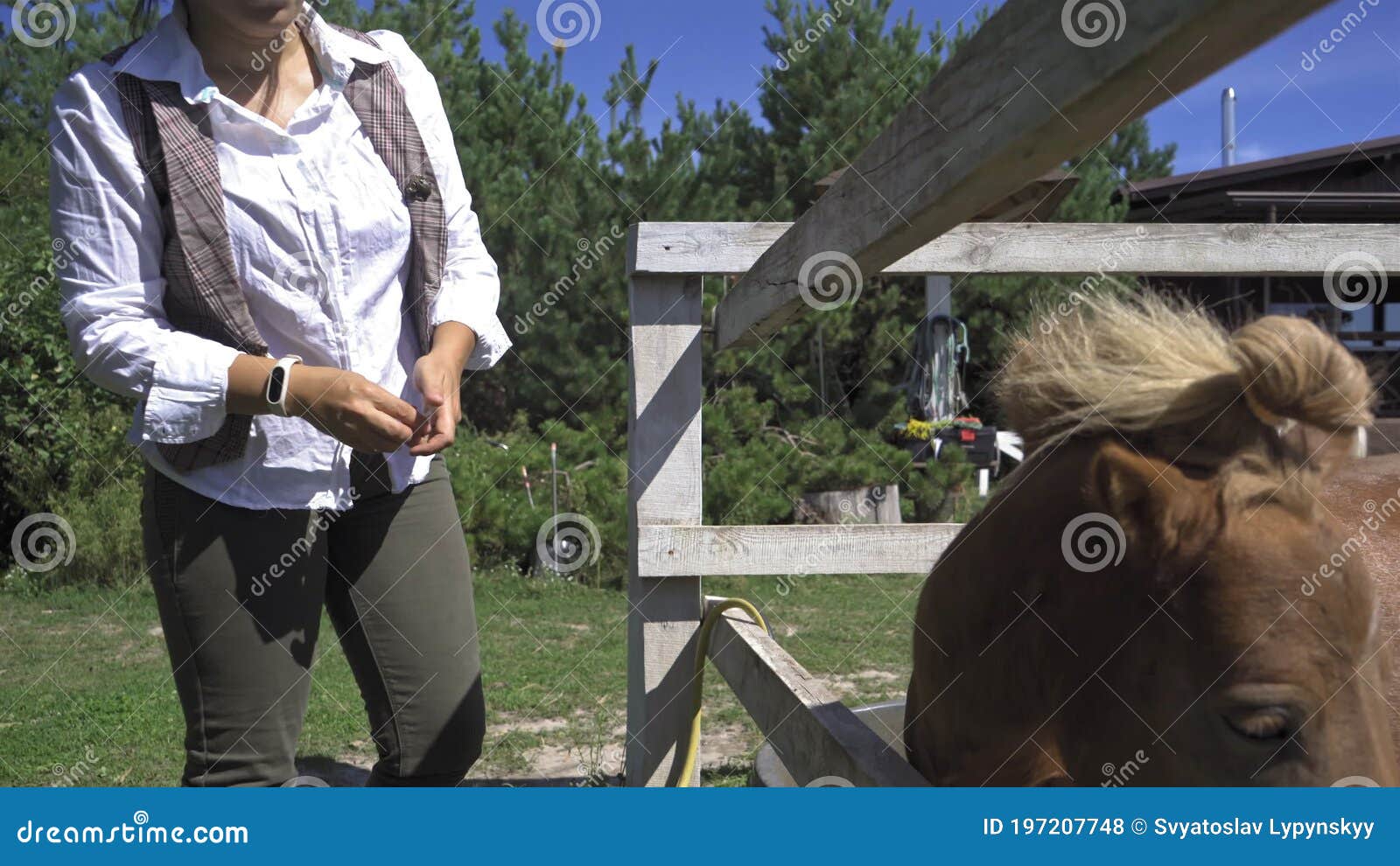 Farmer Woman Ties The Mane Of The Pony Brown Pony Stands In The