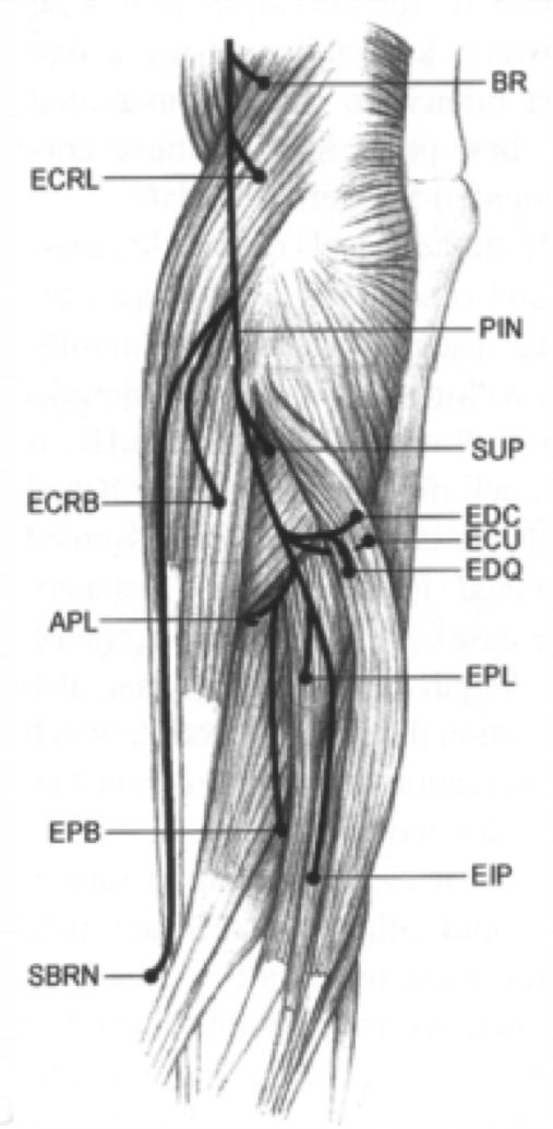 Radial Nerve Anatomy Orthobullets