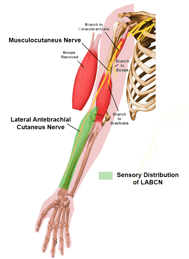 Lateral Antebrachial Cut Nerve Anatomy