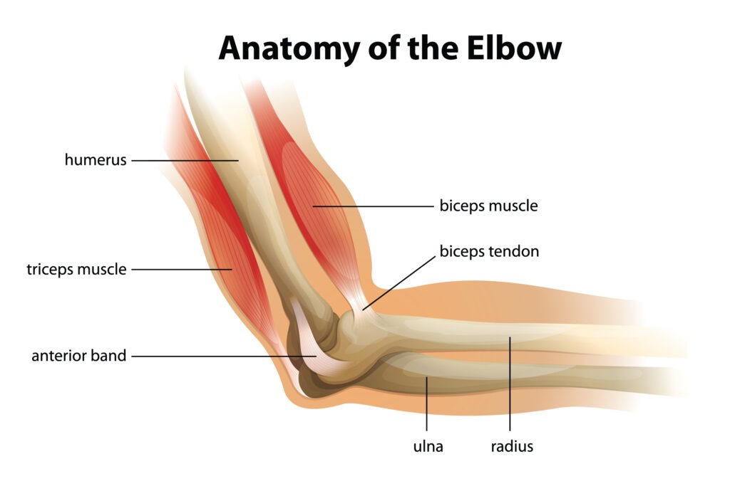 Anatomy Of The Elbow Alleviatepainclinic