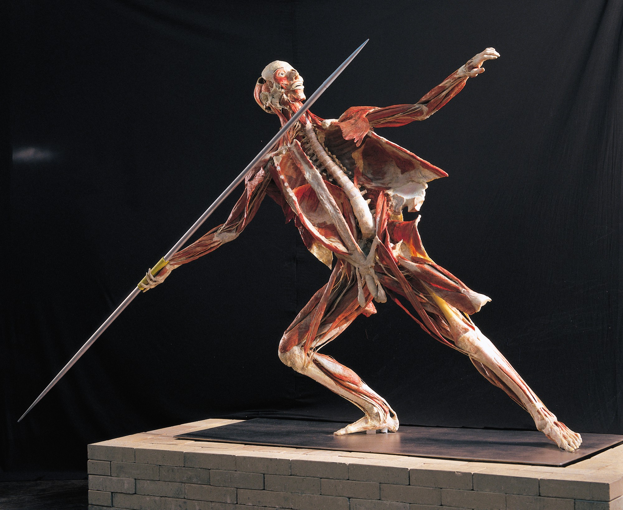 Welcome To Our Body Worlds Greater Birmingham Convention And Visitors