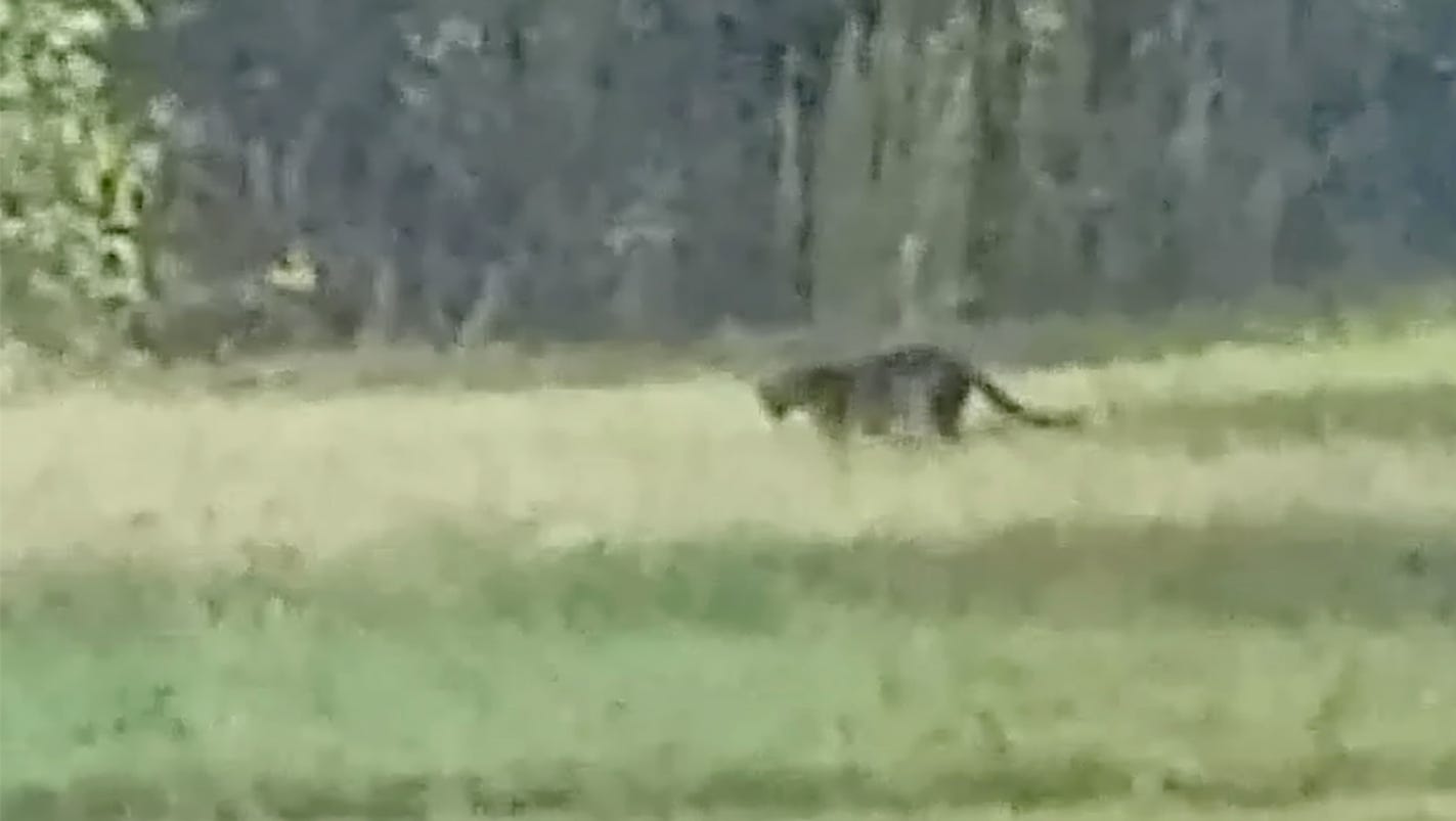 Large Cat Caught On Video In Mississippi