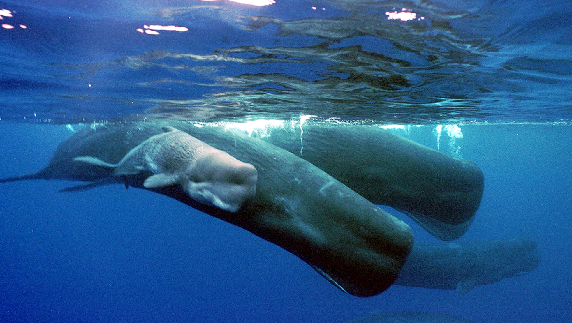 Whales How Do These Mammals Sleep