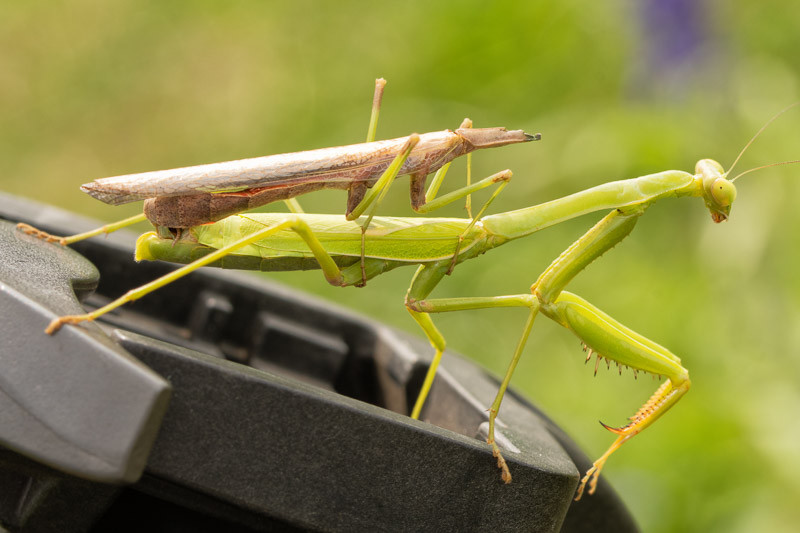 10 Interesting Praying Mantis Facts