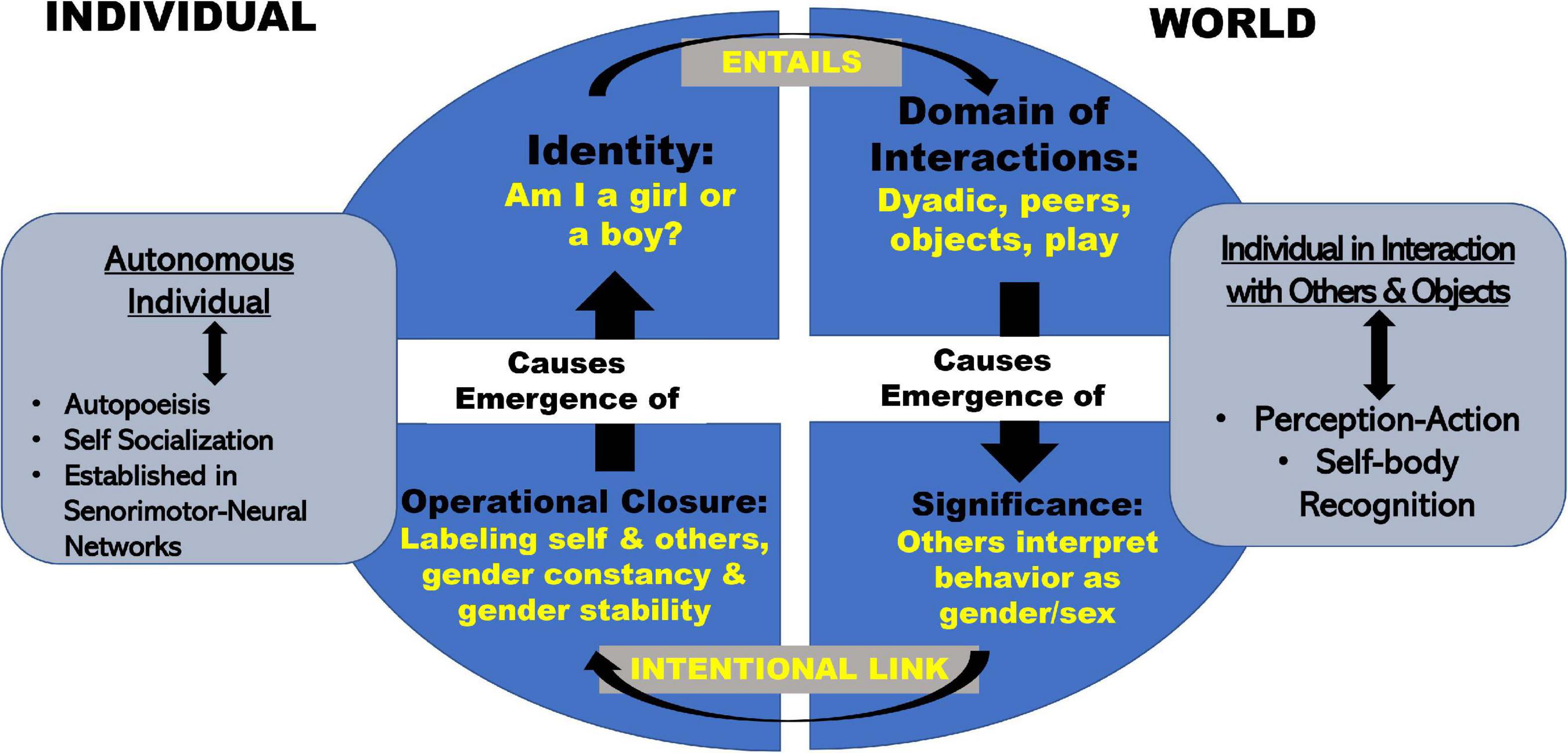 Frontiers A Dynamic Systems Framework For Gendersex Development