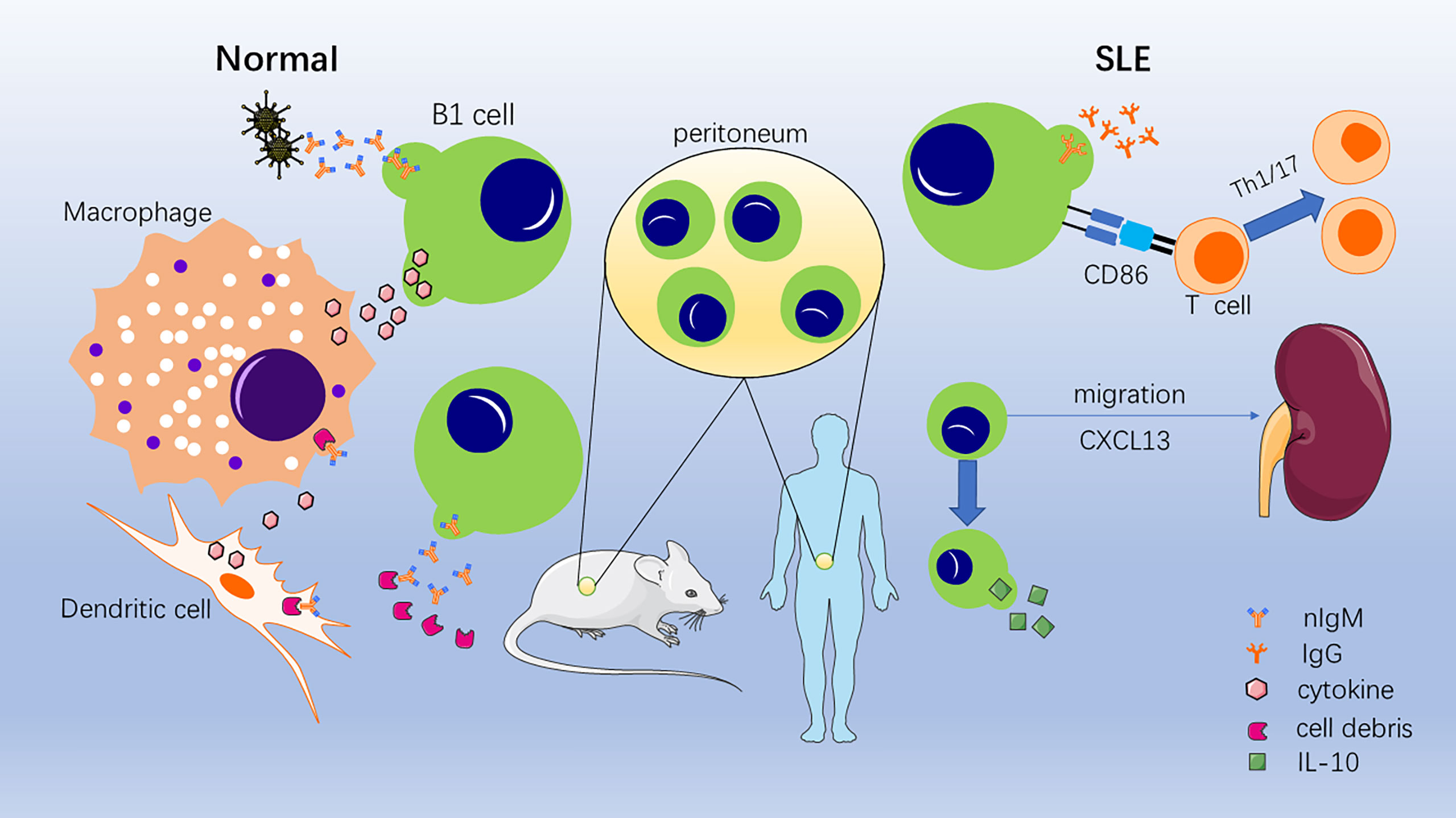 Frontiers The Role Of B1 Cells In Systemic Lupus Erythematosus