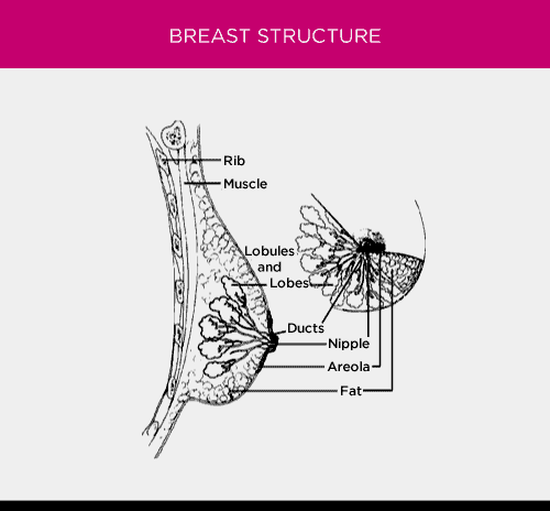 Anatomy Of The Breast Susan G Komen®