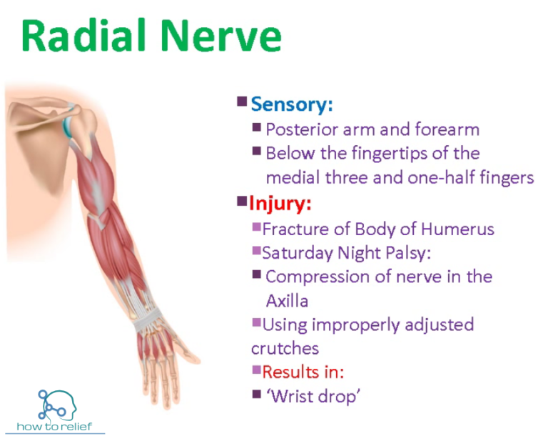 Radial Nerve Course Motor Sensory And Common Injuries How To Relief