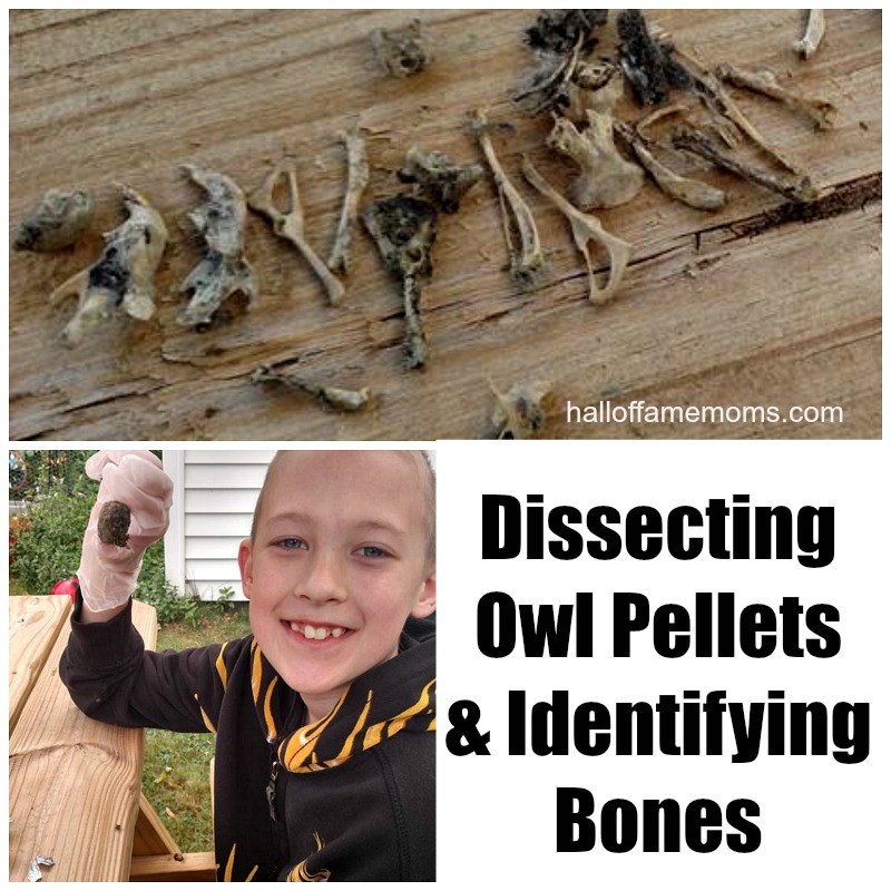 Dissecting Owl Pellets For Bones Homeschool Science