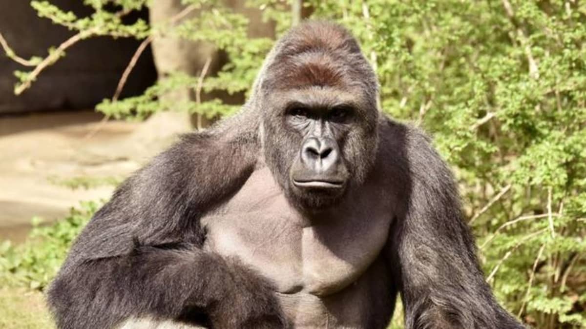 Heres Why Humans Have Bigger Dicks Than Other Apes Ladbible