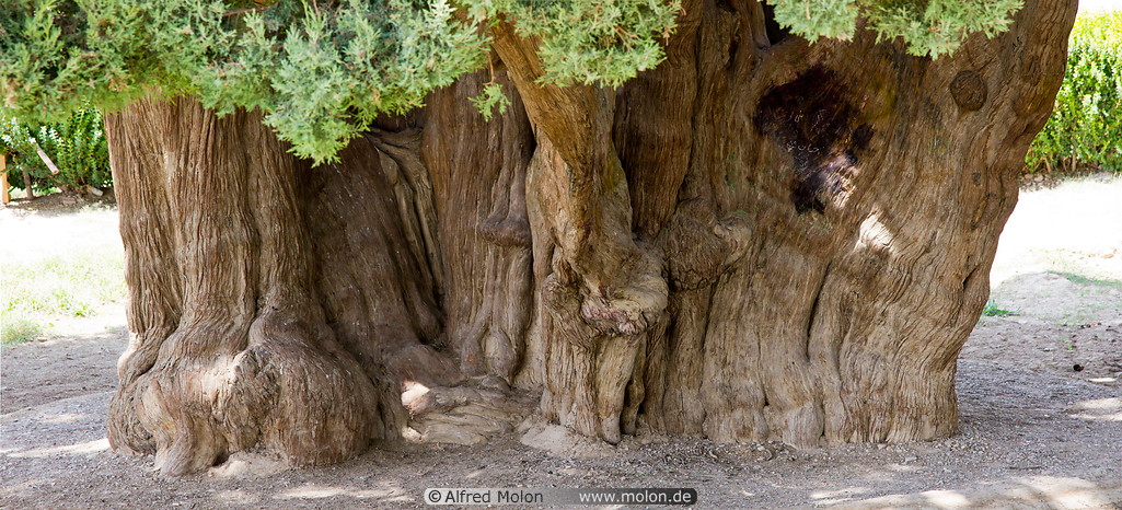 Photo Of 4000 Years Old Cypress Tree Abarqu Iran