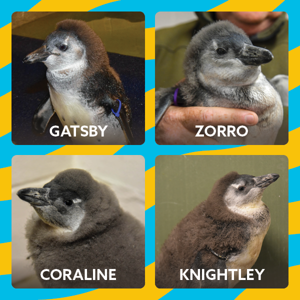 Penguin Chick Names Announced At The Maryland Zoo The