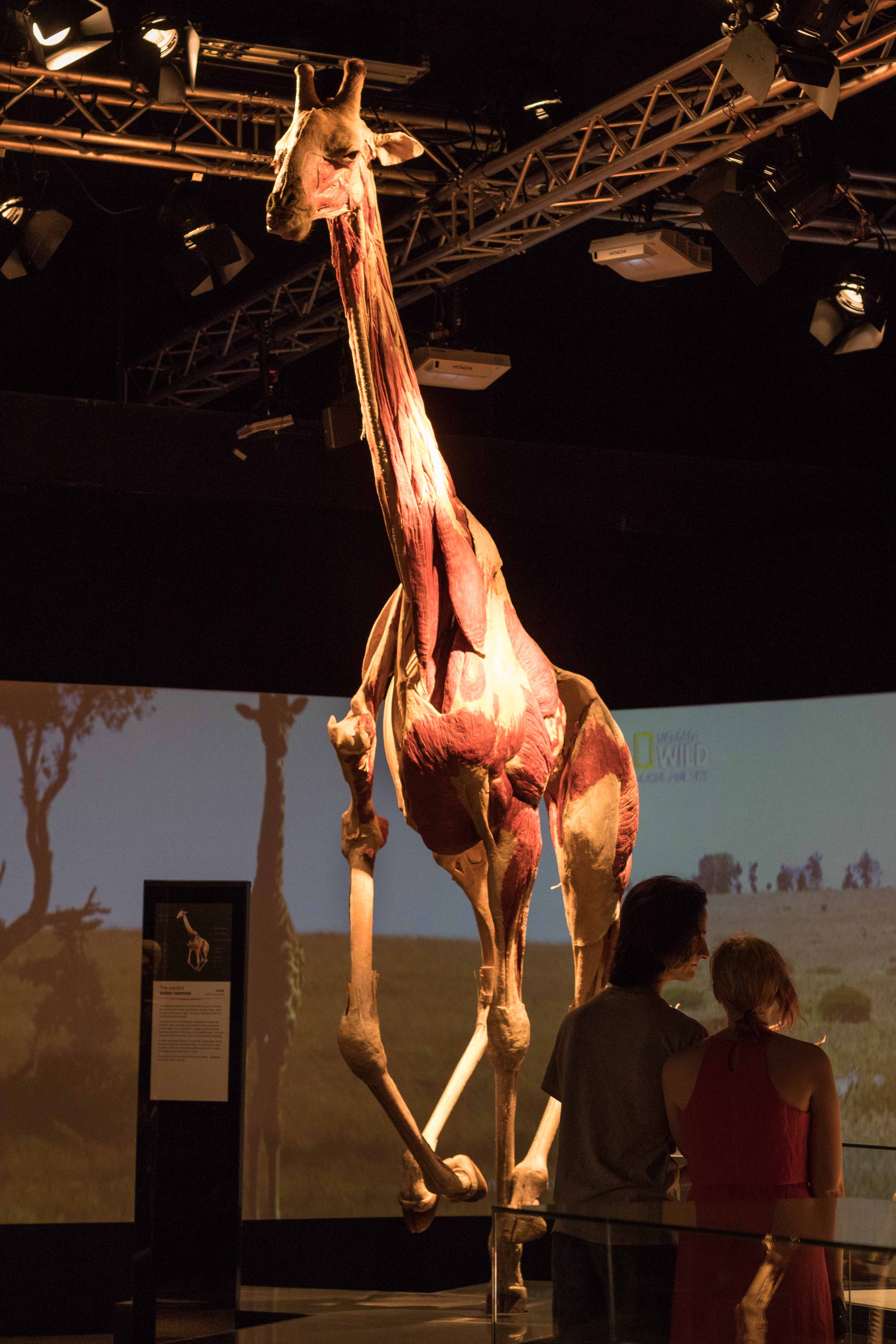Body Worlds Animal Inside Out Milwaukee County Zoo Final 25 A • Rose