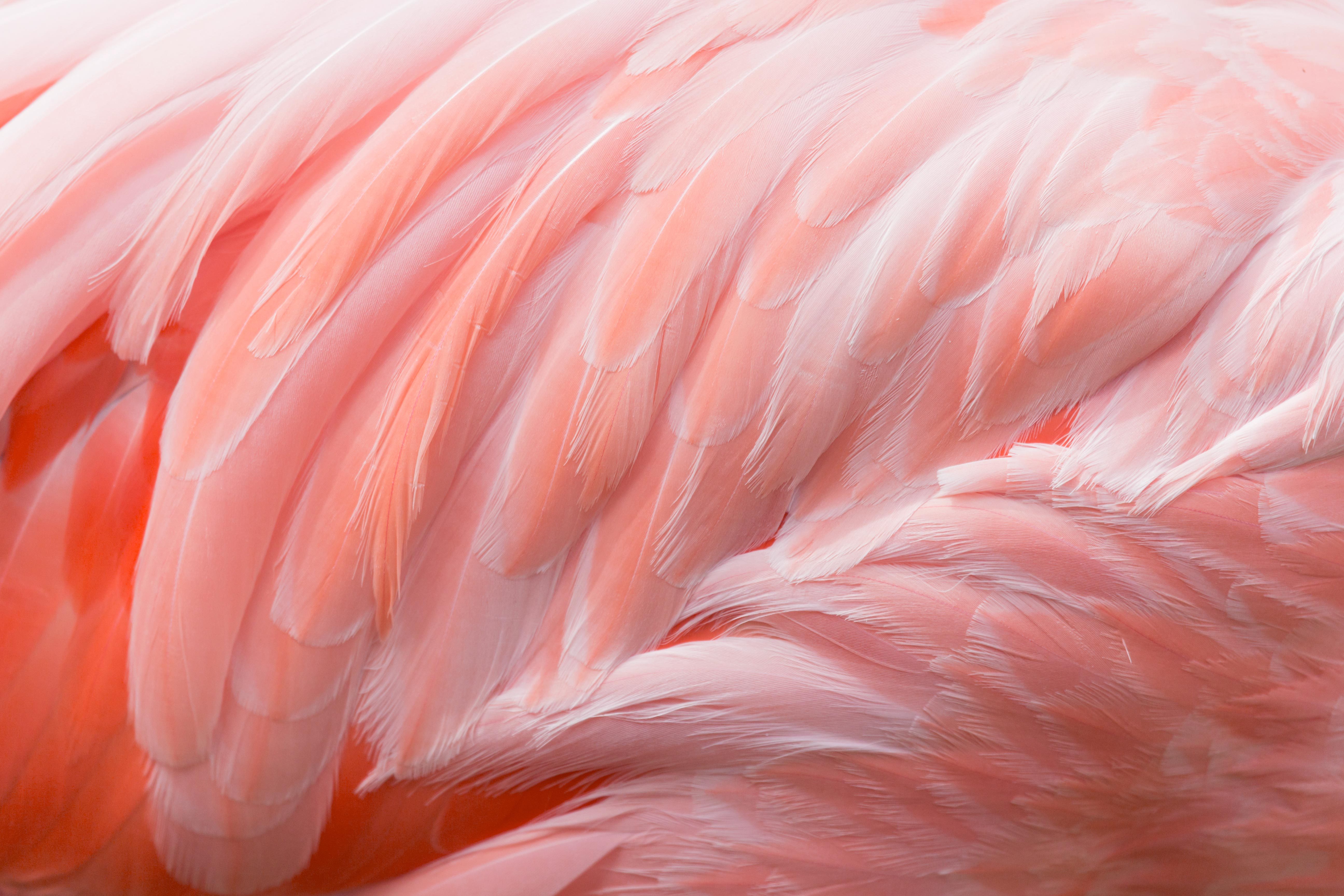 15 Stunning Photos Of Naturally Pink Animals Readers Digest