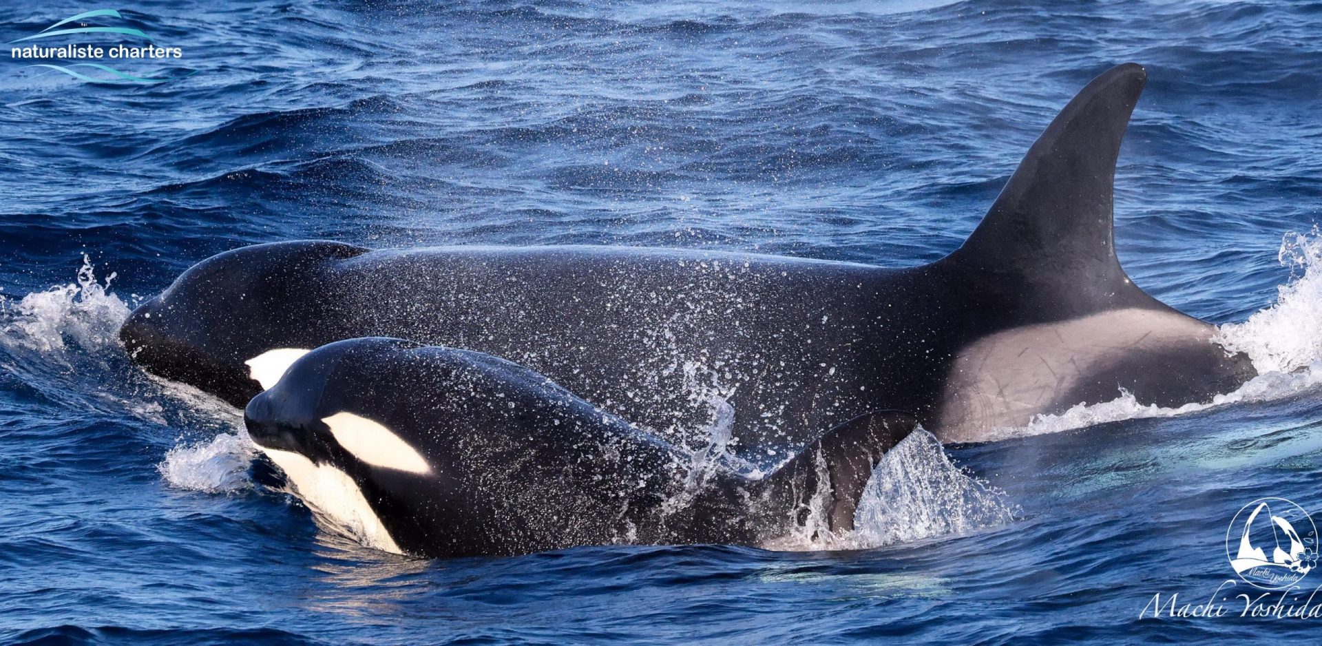 Super Pods And Surging Orca Naturaliste Charters
