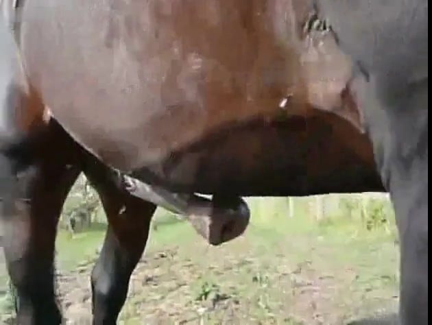 Huge Erect Flared Cock Of A Stallion Zoo Tube 1