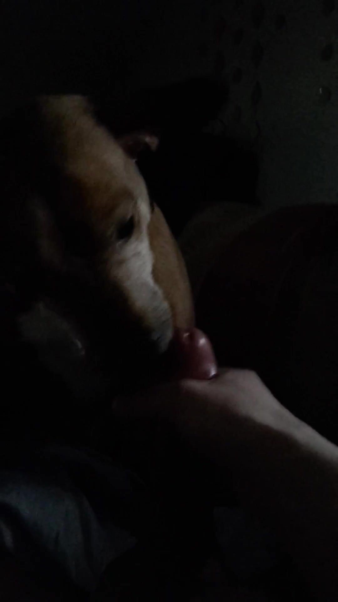 Dog Blowjob And Lick Dick Zoo Tube 1