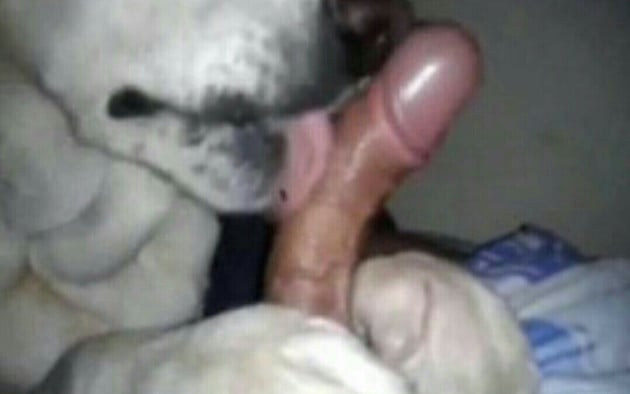 Dog Sucking His Owner Dick Until He Cums