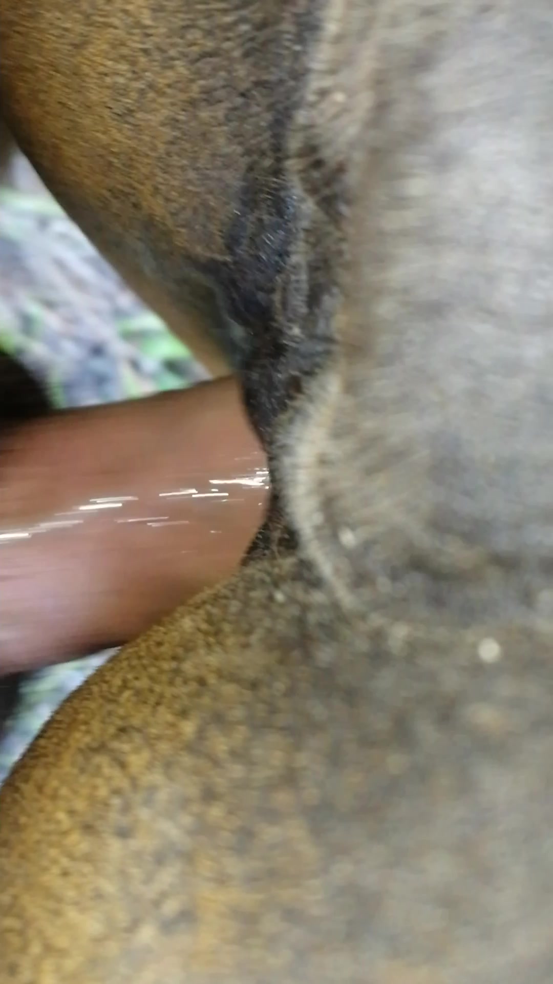 Fuck Horse Zoo Tube 1