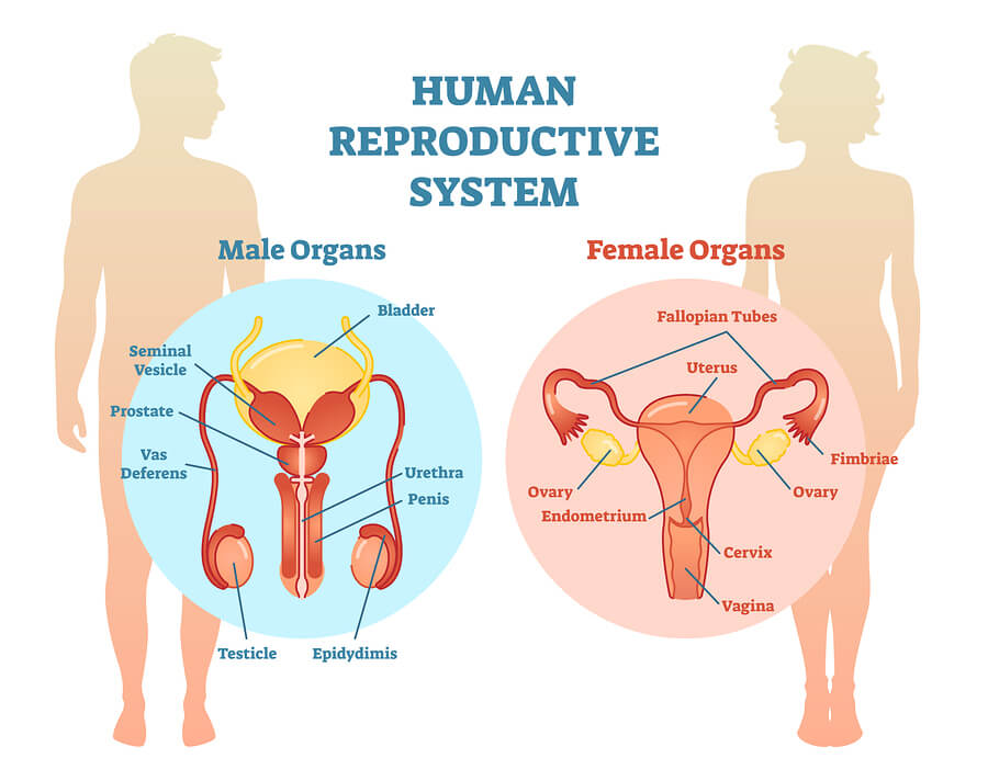 Effects Of Drugs And Alcohol On The Reproductive System