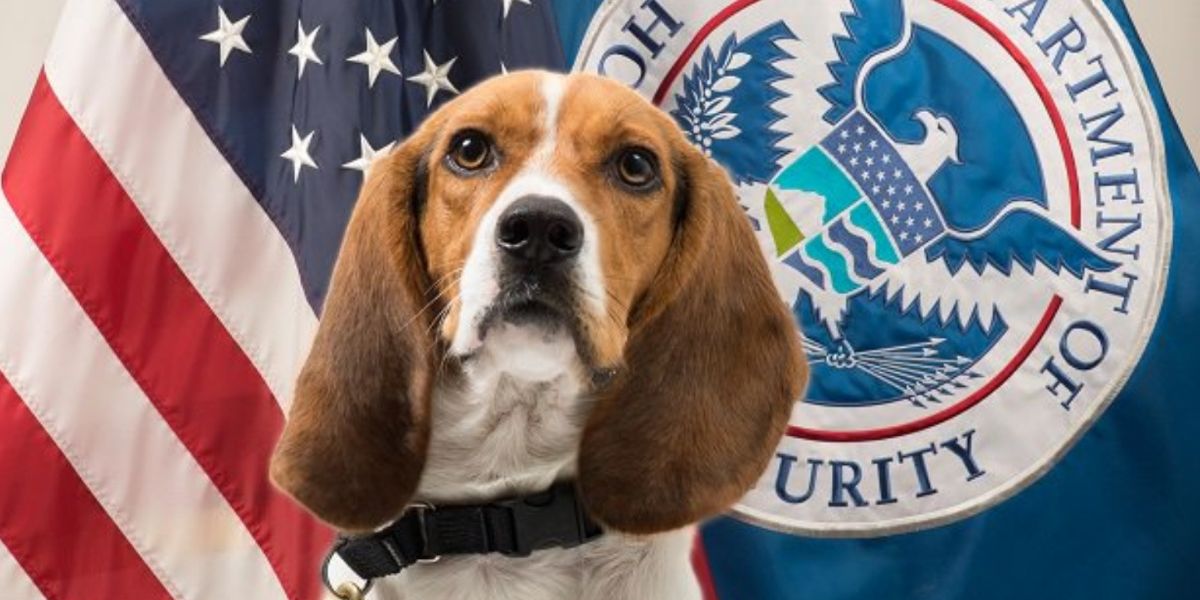 Border Patrol Beagle Finds A Roasted Pig Head In Someones Luggage—and
