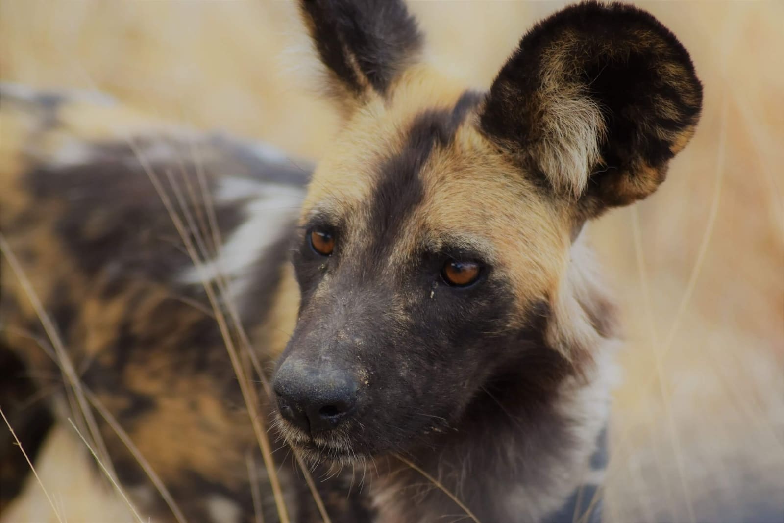 The Wild Dogs Of Africa Last Word