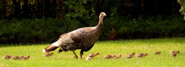 Montana Wild Turkey Numbers Strong As Season Opened Saturday