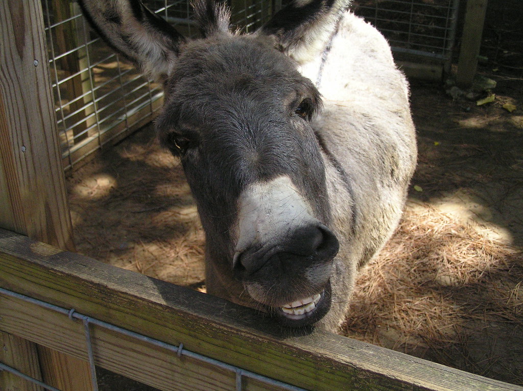 Smiling Donkey Stewart Flickr
