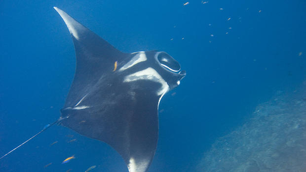 Manta Rays Deep Sea Secrets Revealed Cbs News