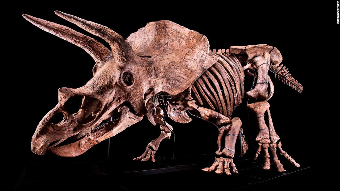 The Skeleton Of The Worlds Biggest Triceratops Goes On Sale Cnn Style