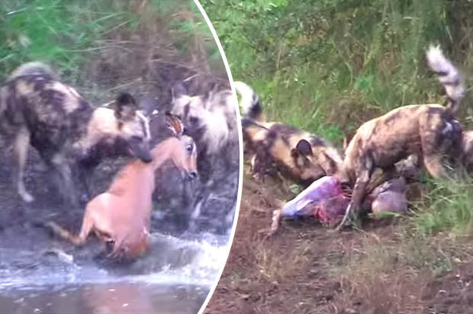 Impala Hunted Killed And Skinned In One Minute By Pack Of Wild Dogs