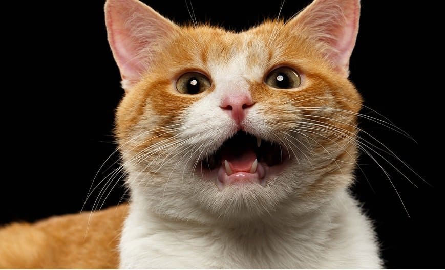 10 Weird And Amazing Facts About Cats You Probably Dont Know