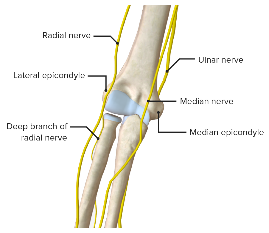 Ulnar Nerve Anatomy Elbow